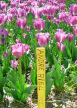 Andre Rieu Tulips in Ineke's garden